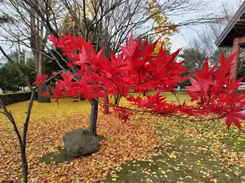 北海道護國神社の自然