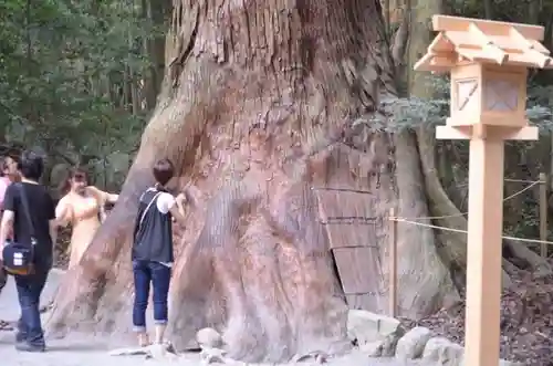 伊勢神宮内宮（皇大神宮）の自然