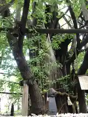 稲毛神社の自然