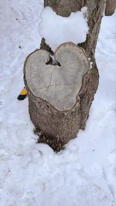 大谷地神社の自然