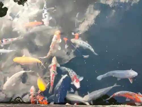 豊川閣　妙厳寺の動物