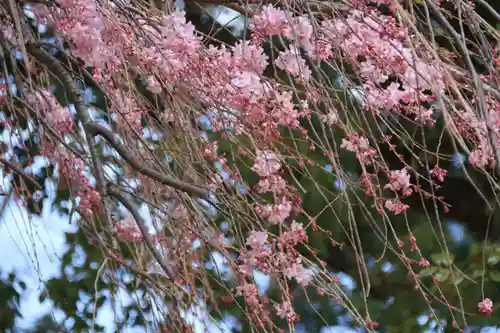 三島八幡神社の自然