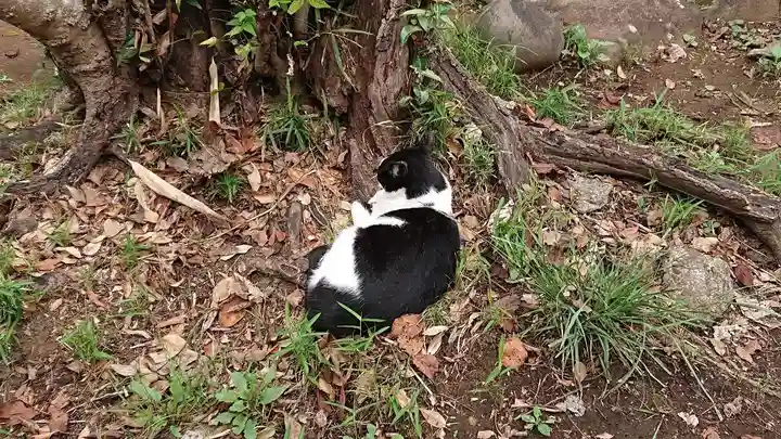 江島神社の動物
