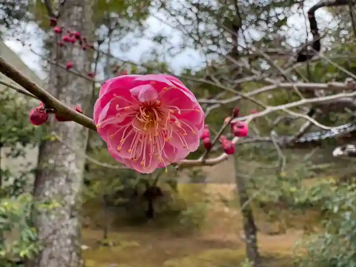 鹿苑寺(金閣寺)の{uncategorized: "未分類", other: "その他", undefined: "問題あり", building: "その他建物", grave: "お墓", sacred_gate: "鳥居", guardian: "狛犬", statue: "像", buddha: "仏像", history: "歴史", nature: "自然", garden: "庭園", animal: "動物", pagoda: "塔", temizu: "手水舎", mountain_gate: "山門・神門", sanctuary: "本殿・本堂", subordinate: "末社・摂社", art: "芸術", scenery: "景色", jizo: "地蔵", ema: "絵馬", goshuin: "御朱印", omikuji: "おみくじ", items: "授与品その他", amulet: "お守り", goshuincho: "御朱印帳", eats: "食事", festival: "お祭り", votive_dance: "神楽", shichigosan: "七五三参", wedding: "結婚式", experience: "体験その他", initially: "初詣", around: "周辺", anti_infection: "感染症対策"}