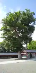 北海道護國神社の自然