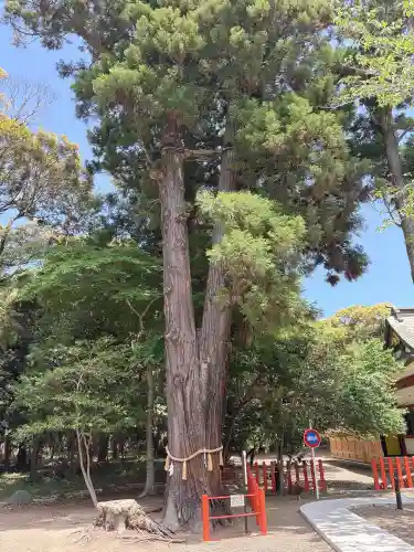 息栖神社の{uncategorized: "未分類", other: "その他", undefined: "問題あり", building: "その他建物", grave: "お墓", sacred_gate: "鳥居", guardian: "狛犬", statue: "像", buddha: "仏像", history: "歴史", nature: "自然", garden: "庭園", animal: "動物", pagoda: "塔", temizu: "手水舎", mountain_gate: "山門・神門", sanctuary: "本殿・本堂", subordinate: "末社・摂社", art: "芸術", scenery: "景色", jizo: "地蔵", ema: "絵馬", goshuin: "御朱印", omikuji: "おみくじ", items: "授与品その他", amulet: "お守り", goshuincho: "御朱印帳", eats: "食事", festival: "お祭り", votive_dance: "神楽", shichigosan: "七五三参", wedding: "結婚式", experience: "体験その他", initially: "初詣", around: "周辺", anti_infection: "感染症対策"}