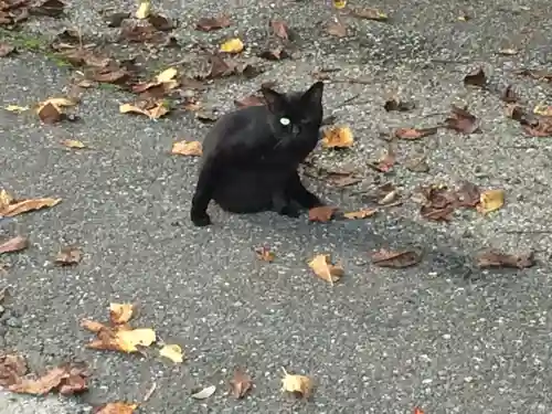 三柱神社の動物