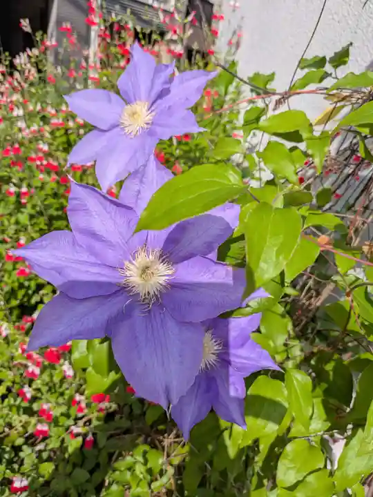 鳩森八幡神社(東京都)