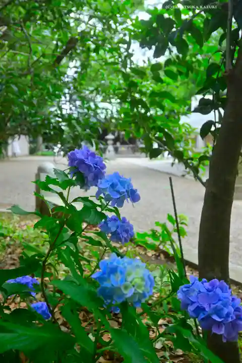 篠原八幡神社(神奈川県)