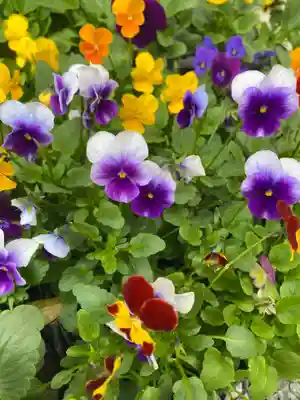 彦嶽宮(熊本県)