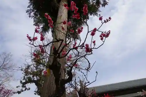 菅原天満宮（菅原神社）の自然