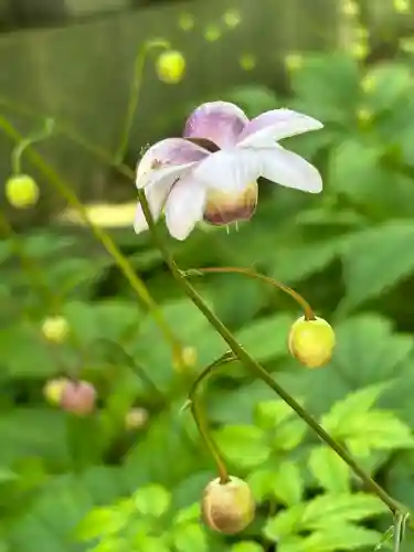 迦葉山龍華院弥勒護国寺（弥勒寺）(群馬県)