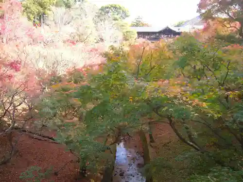 東福禅寺（東福寺）の自然