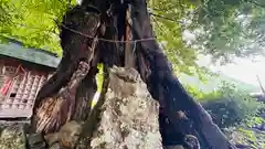 苅田比売神社(福井県)