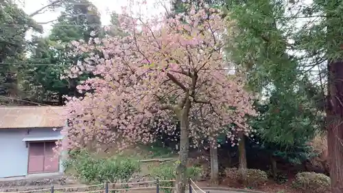 熊沢権現神社の自然