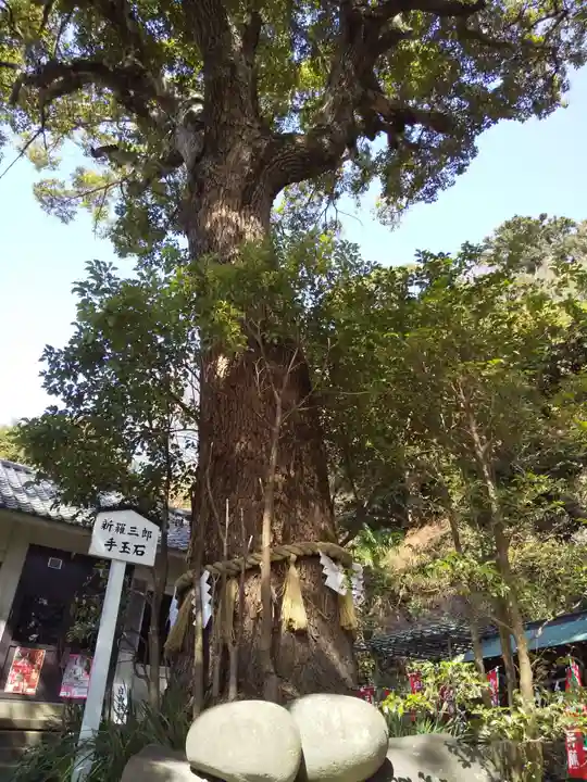 八雲神社(鎌倉・大町)の自然