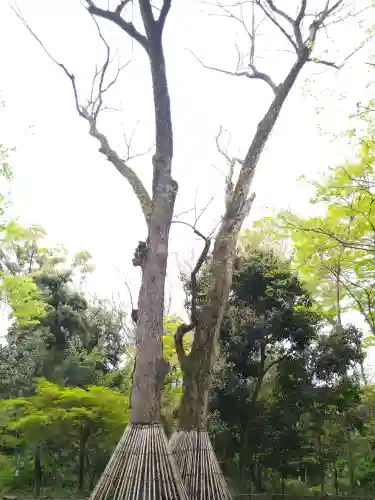 河合神社（鴨川合坐小社宅神社）の自然