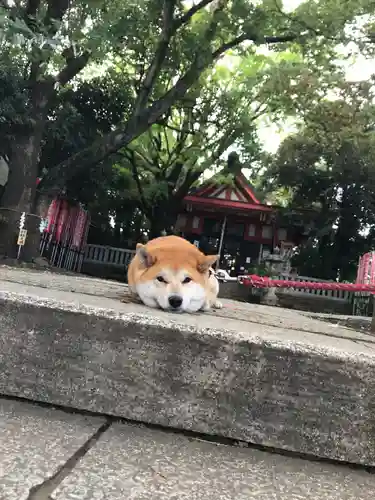 笠䅣稲荷神社の動物