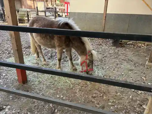 平塚八幡宮(神奈川県)