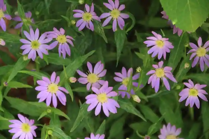 阿邪訶根神社の庭園