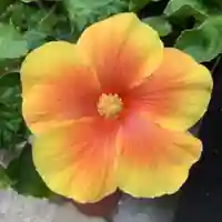 豊景神社の自然