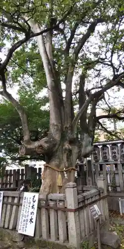 満足稲荷神社の自然