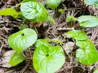 土津神社|こどもと出世の神さまの自然