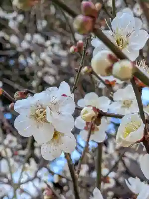 熊野神社(東京都)