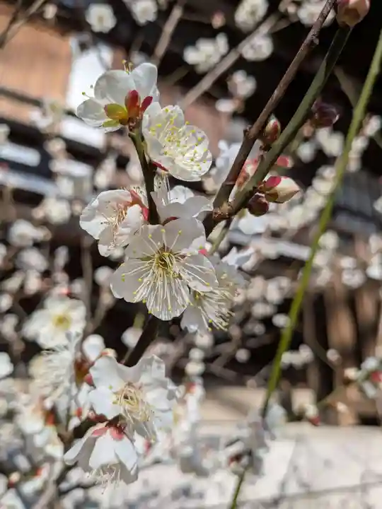 福蔵院(東京都)