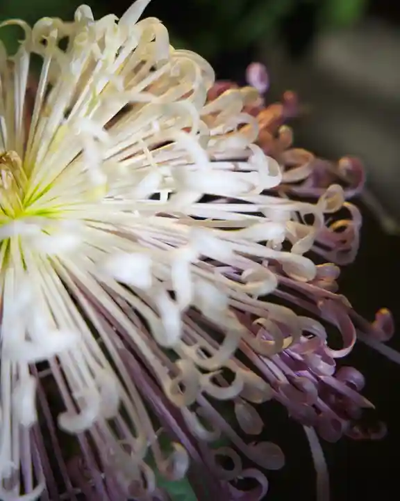 東京大神宮(東京都)