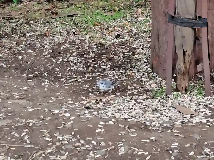 上川神社の動物