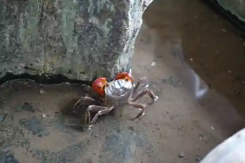 二見興玉神社の動物