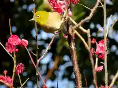 亀戸天神社の動物