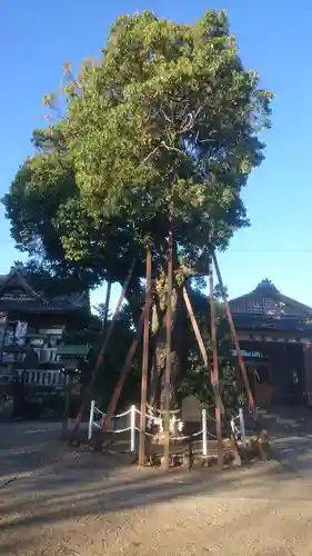 村國真墨田神社の自然