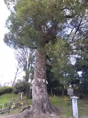 許波多神社（小幡東中鎮座）(京都府)