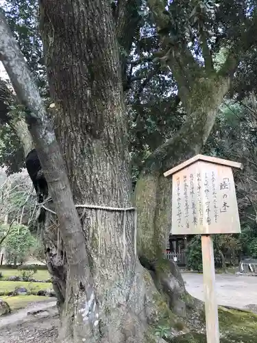 賀茂別雷神社（上賀茂神社）の自然