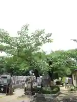 真光寺(千葉県)
