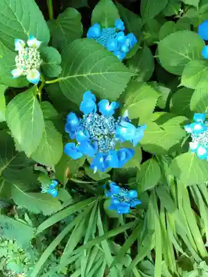 成覚寺(宮城県)