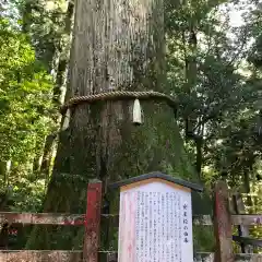 箱根神社の建物その他