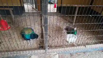 田中神社の動物