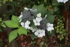 寒川神社の自然