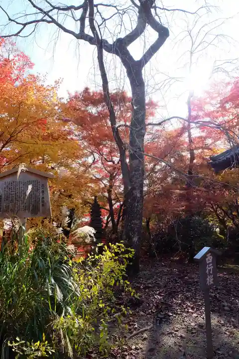 勝持寺(花の寺)(京都府)