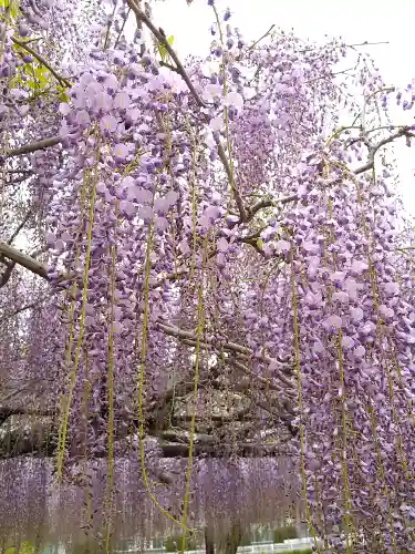 和氣神社（和気神社）の自然