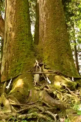 貴船神社結社(京都府)