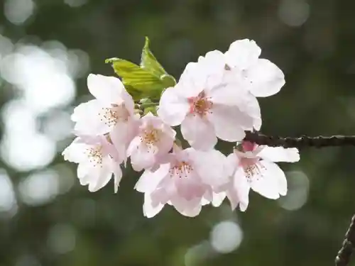 近江神宮の自然