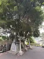 椿堂秋葉神社(愛媛県)