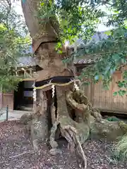 八坂神社の自然