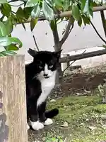 堀越神社の動物