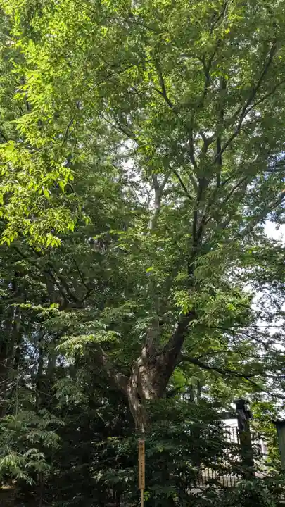 比布神社の自然