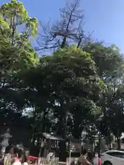 大宮・大原神社の自然